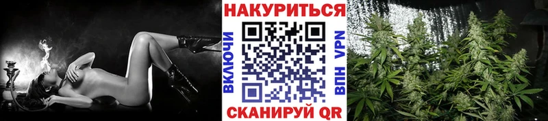 Шишки марихуана планчик  Купить  Сунжа 